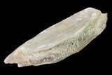 Fossil Whale Cervical Vertebra - Yorktown Formation #159495-2